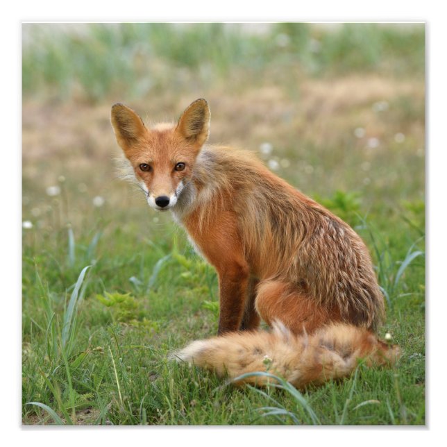 12x12 photo de renard (Devant)