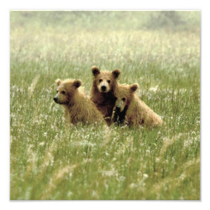 12x12 Satin photo of grizzly bear cubs
