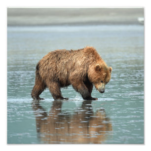 12x12 Satin photo of grizzly bear Print