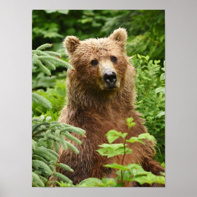 12x16   Poster (Matte) w/ grizzly bear (Front)