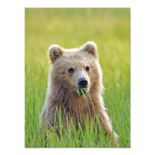 12x16 Satin finish photo of grizzly bear cub Print
