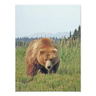 12x16 Satin finish photo of grizzly bear Print