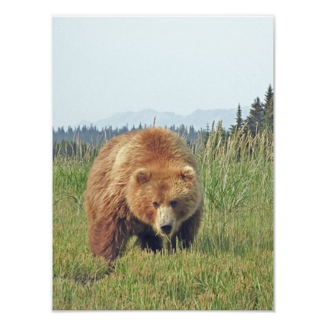 12x16 Satin finish photo of grizzly bear Print (Front)