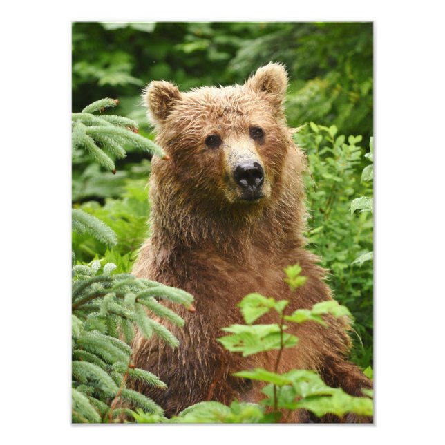 12x16 Satin photo finale de grizzli (Devant)