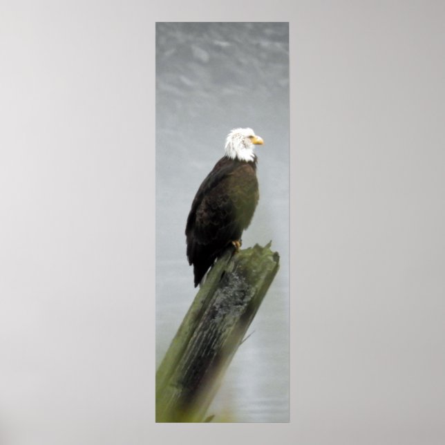 12x36  Poster Paper (Matte) of eagle (Front)