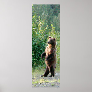 12x36  Poster Paper (Matte) of grizzly bear