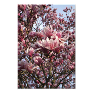 13"x19" Pink Magnolia Trees Photo Print