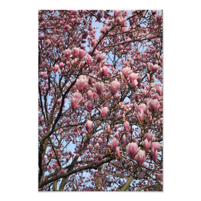 13"x19" Pink Magnolia Trees Photo Print (Front)