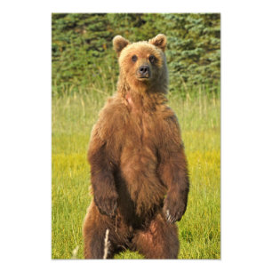 13x19 Satin photo of grizzly bear