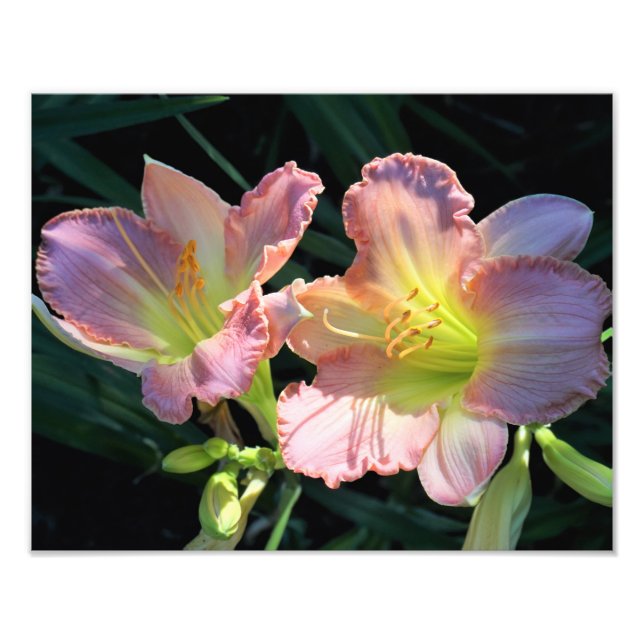 14"x11" Daylilies Photo Print (Front)