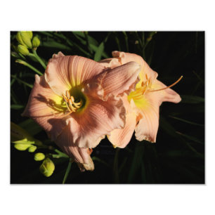 14"x11" Daylilies Photo Print