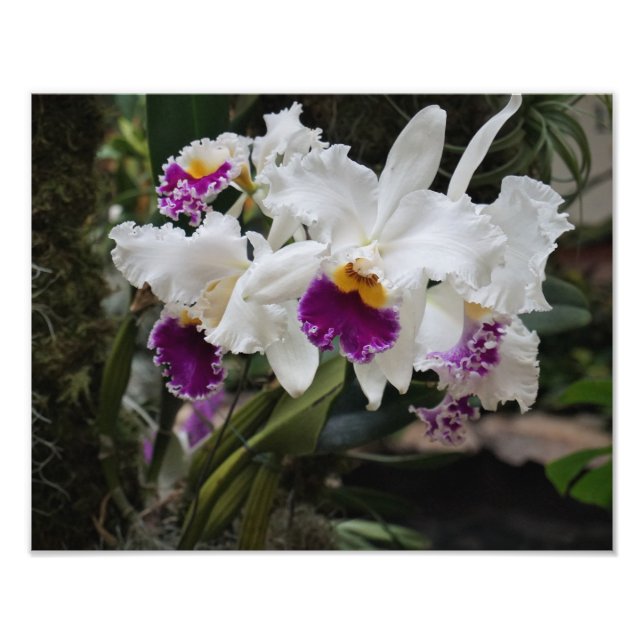14"x11" Orchids Photo Print (Front)