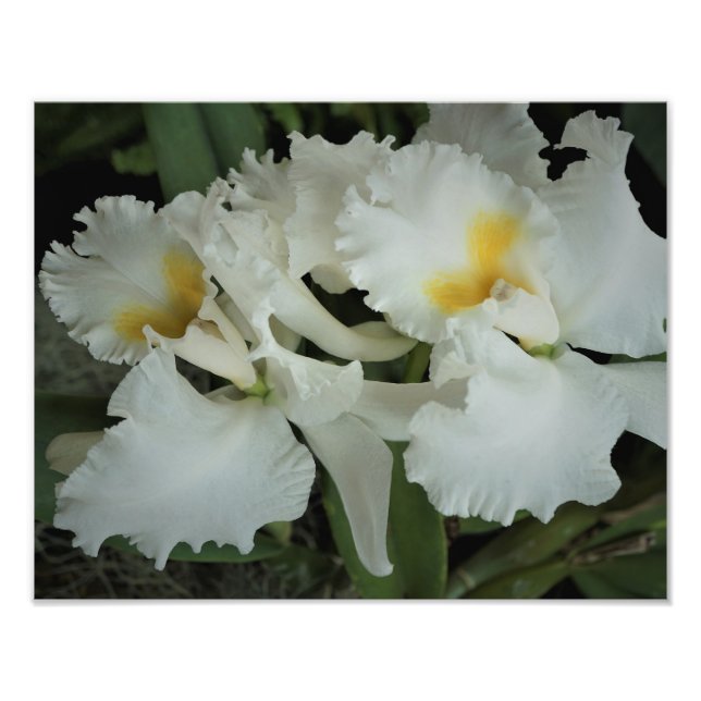 14"x11" Orchids Photo Print (Front)