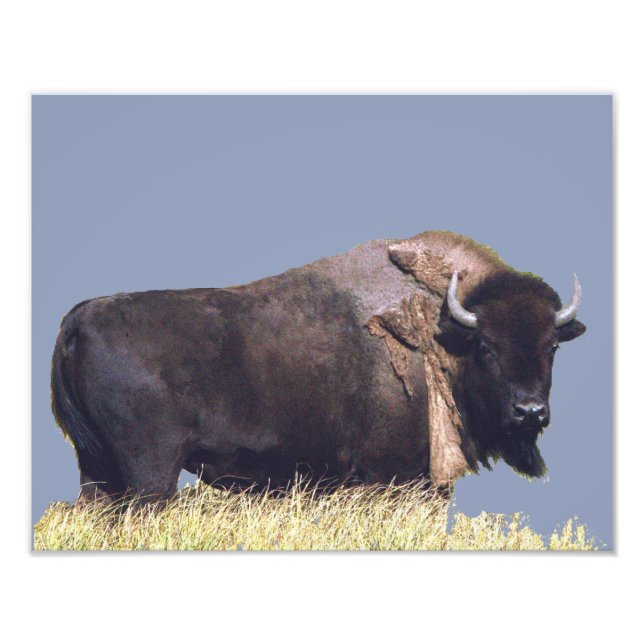 14" x 11", Kodak Professional Photo Paper (Satin) Print (Front)