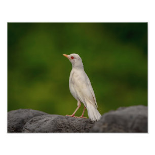 14x11 Albino Robin in Crown Point Photo Print