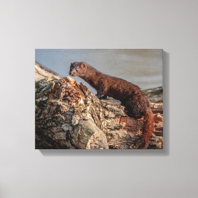 14x11 American Mink Canvas Print (Front)