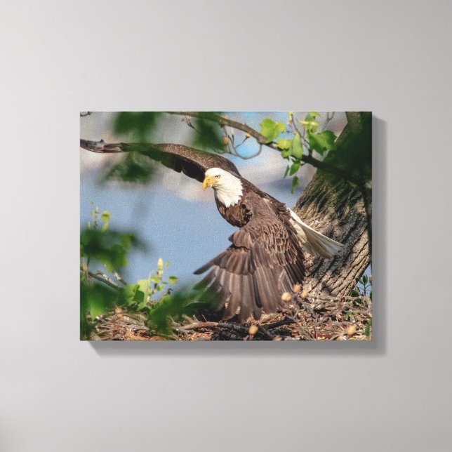 14x11 Bald Eagle leaving the nest Canvas Print (Front)