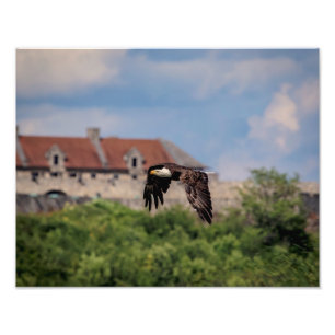 14x11  Bald Eagle passing Fort Ticonderoga Photo Print