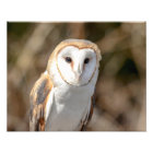 14x11 Barn Owl