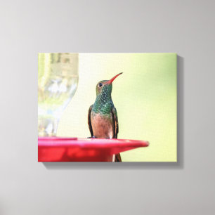 14x11 Buff-bellied hummingbird in Texas Canvas Print