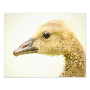 14x11 Canadian Goose (Gosling) Photo Print