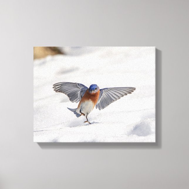 14x11 Eastern Bluebird dancing in the snow Canvas Print (Front)