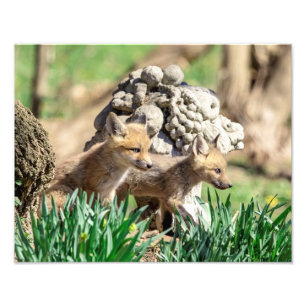 14x11 Fox Kits in the Hudson Valley Photo Print
