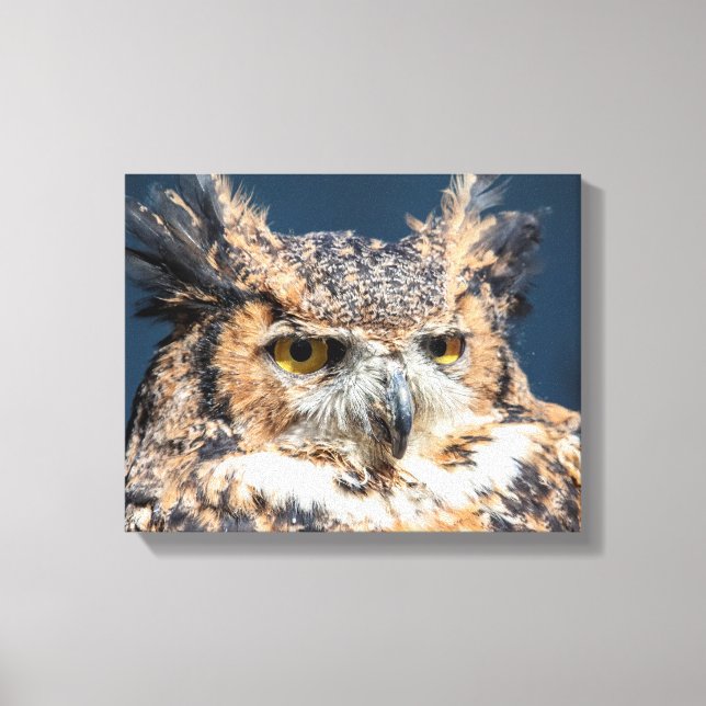 14x11 Great Horned Owl Portrait Canvas Print (Front)