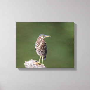 14x11 Green Heron on a log Canvas Print