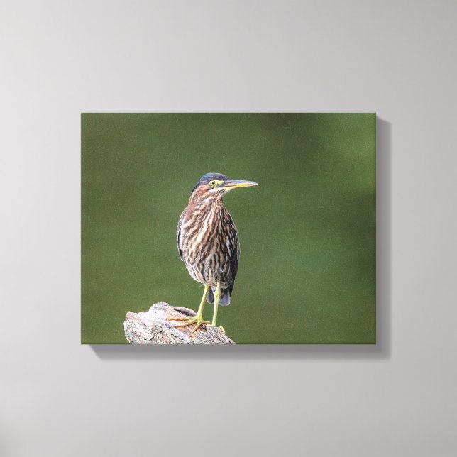 14x11 Green Heron on a log Canvas Print (Front)