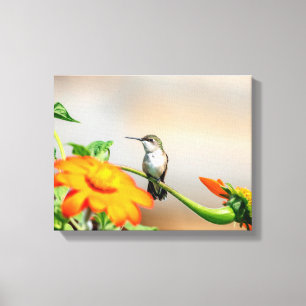 14x11  Hummingbird on a flowering plant Canvas Print