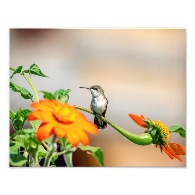 14x11  Hummingbird on a flowering plant Photo Print (Front)