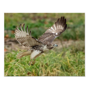 14x11 Immature Red Tailed Hawk Photo Print