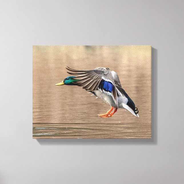 14x11 Mallard Duck in flight Canvas Print (Front)