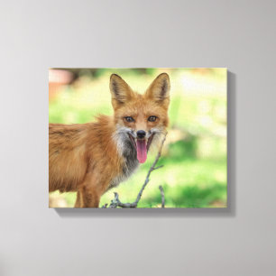 14x11 Mama Fox in the Hudson Valley Canvas Print