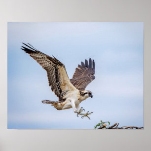 14x11 Osprey coming in for a landing Poster