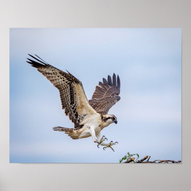 14x11 Osprey coming in for a landing Poster (Front)