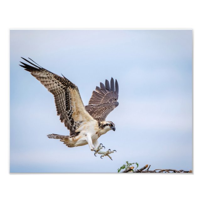 14x11 Osprey landing in the nest Photo Print (Front)