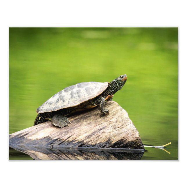 14x11 Painted Turtle on a log Photo Print (Front)