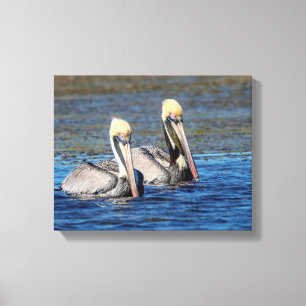 14x11 Pair of Pelicans Canvas Print