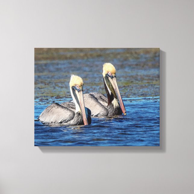 14x11 Pair of Pelicans Canvas Print (Front)