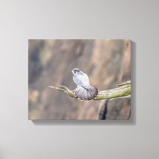 14x11 Peregrine Falcon at the Palisades Interstate Canvas Print (Front)