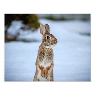 14x11 Rabbit in the snow Photo Print