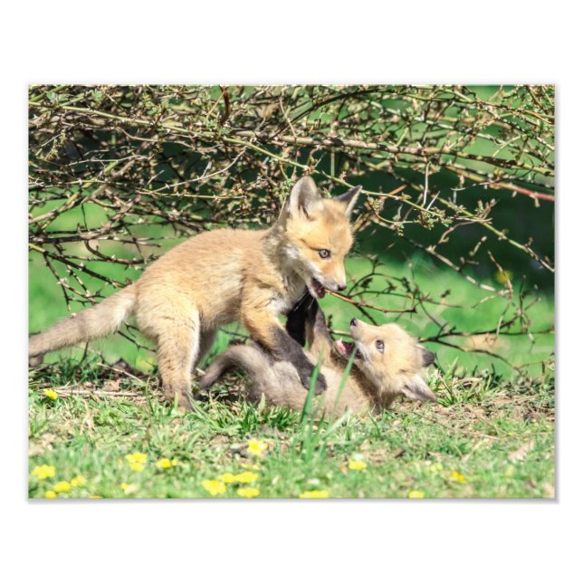 14x11 Red Fox Kits Playing Photo Print (Front)