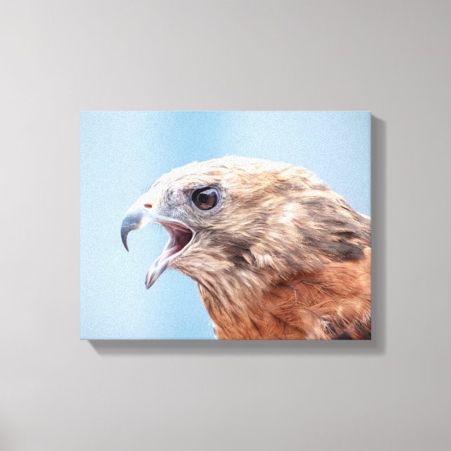 14x11 Red Shouldered Hawk Canvas Print (Front)