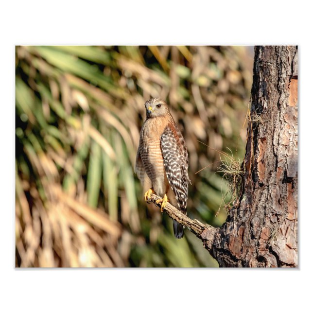14x11 Red Shouldered Hawk in a tree Photo Print (Front)