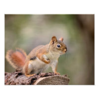 14x11 Red Squirrel
