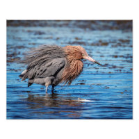 14x11 Reddish Egret on North Beach