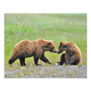 14x11 Satin photo of grizzly bear cubs Print