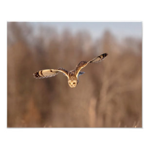 14x11 Short-eared owl diving towards the ground Photo Print